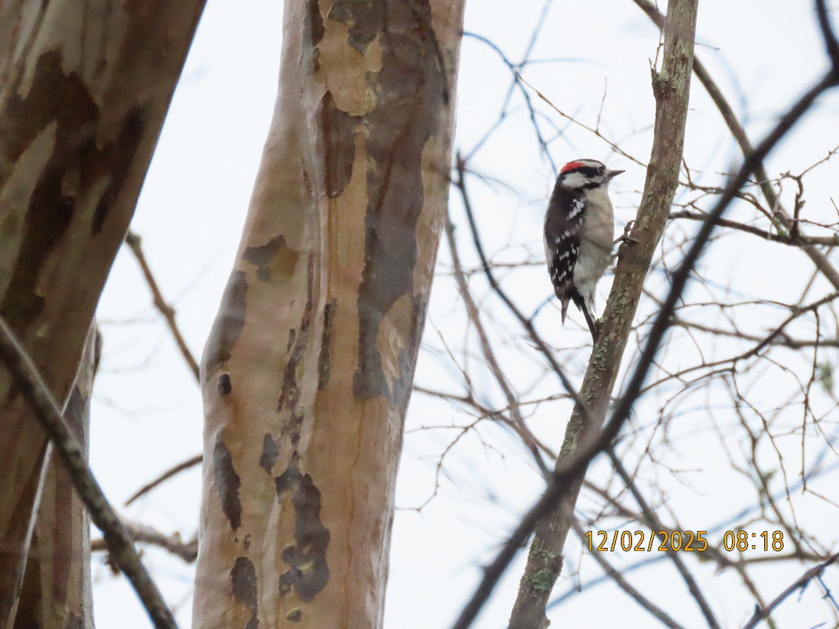 Downy Woodpecker - ML646256245