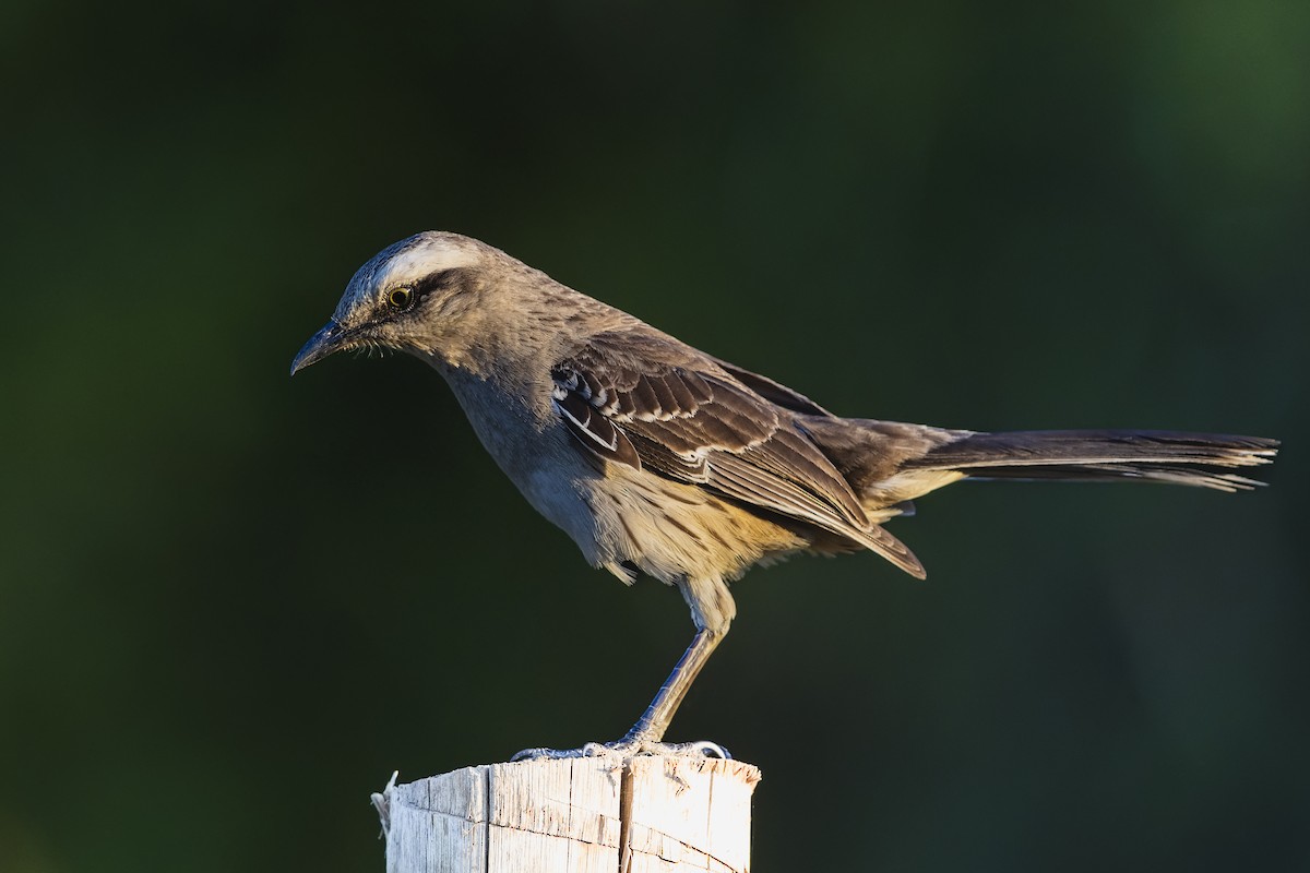 Chalk-browed Mockingbird - ML646256248