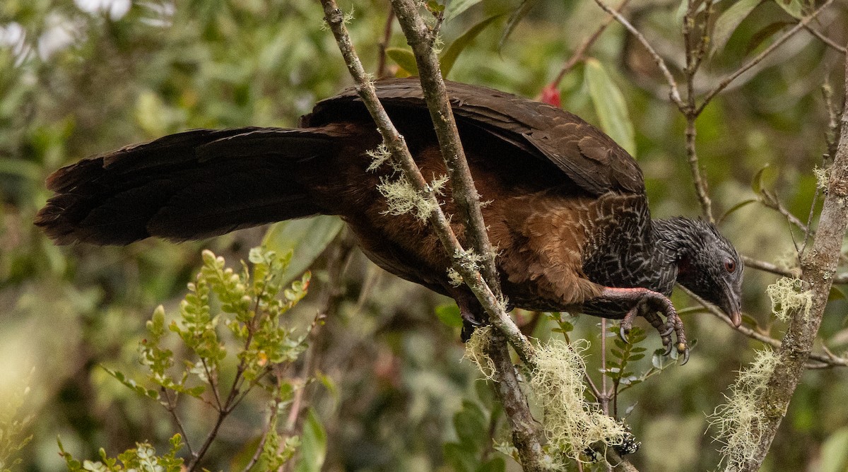 Andean Guan - ML646256261