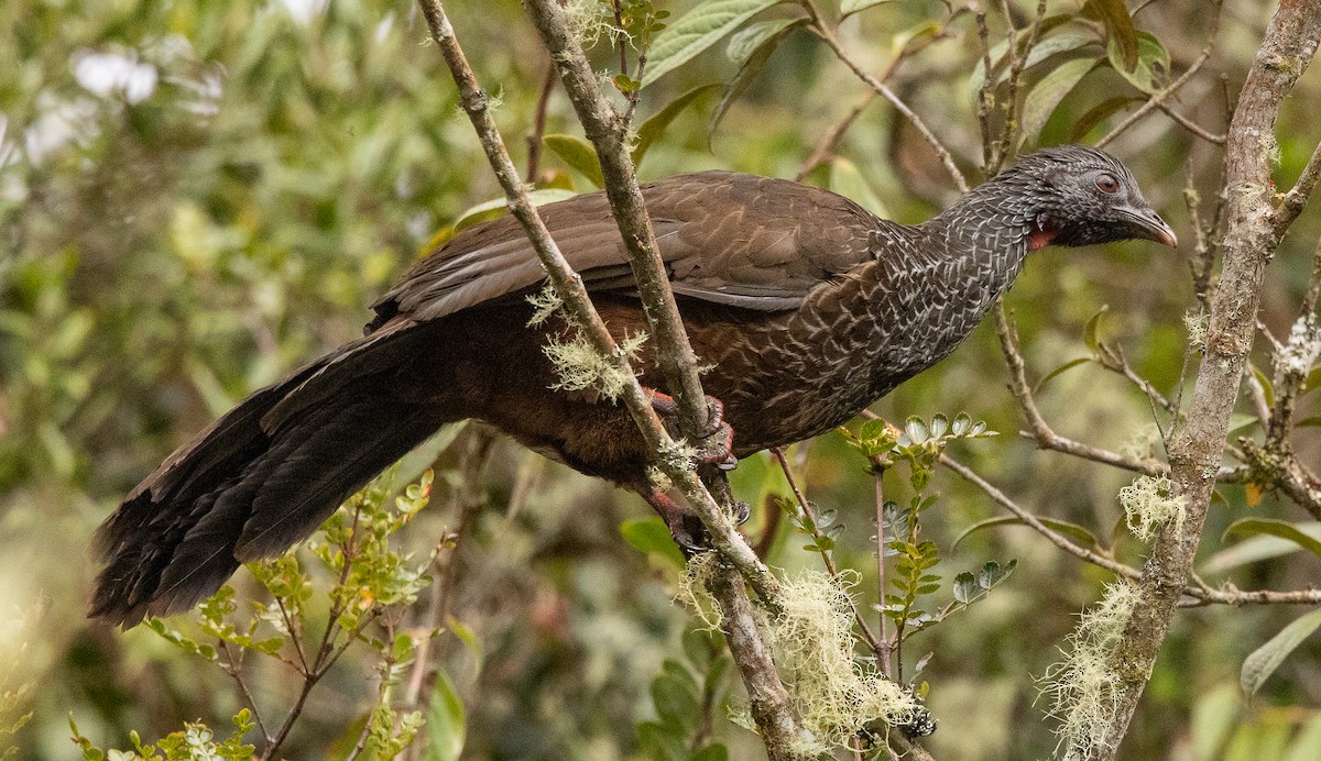 Andean Guan - ML646256262