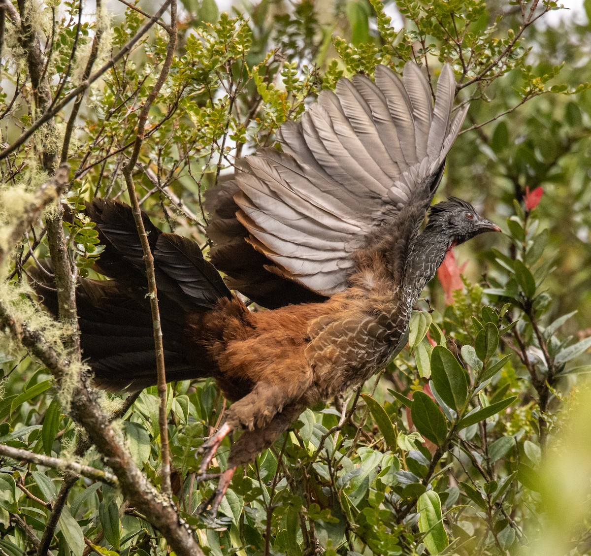 Andean Guan - ML646256263