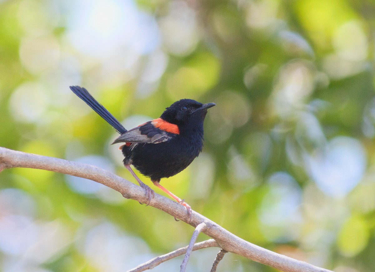 Red-backed Fairywren - ML646256271