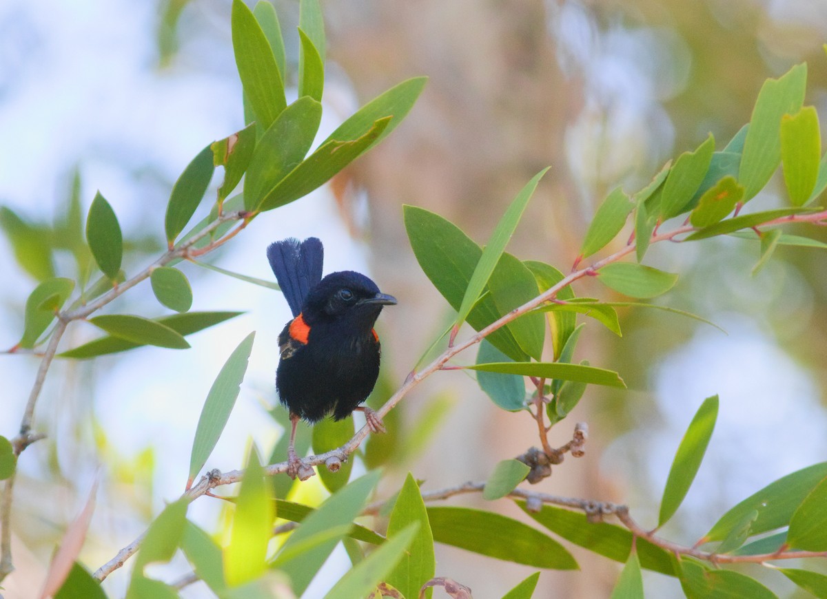 Red-backed Fairywren - ML646256272