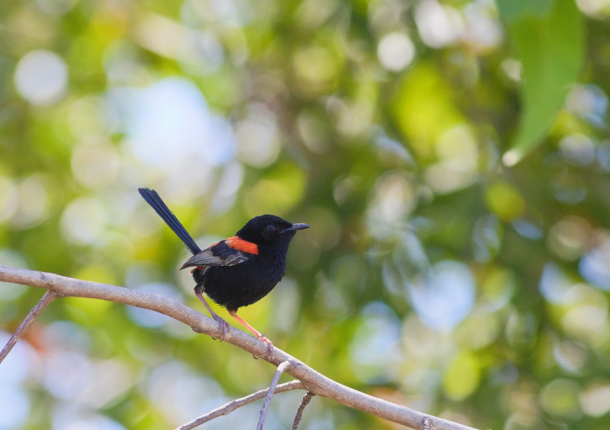 Red-backed Fairywren - ML646256273
