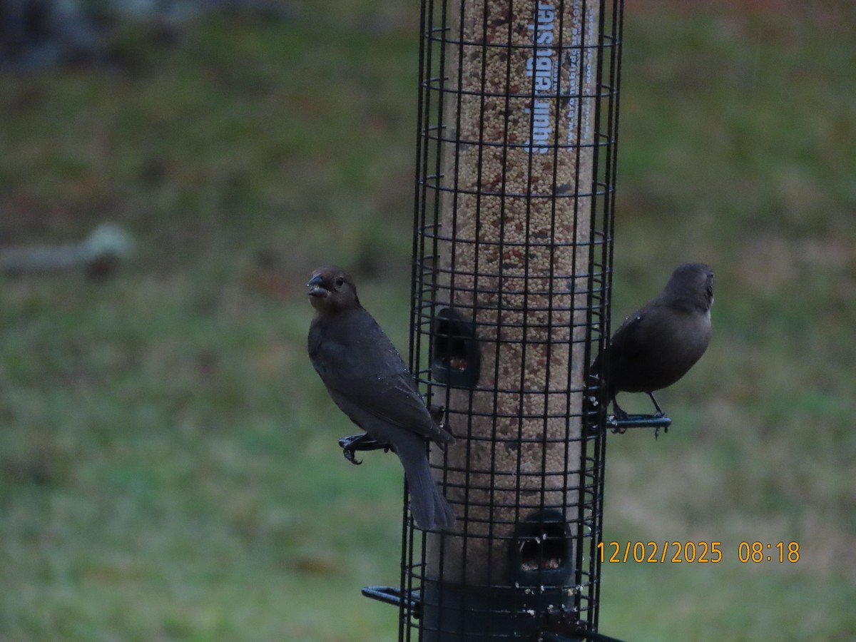 Braunkopf-Kuhstärling - ML646256296