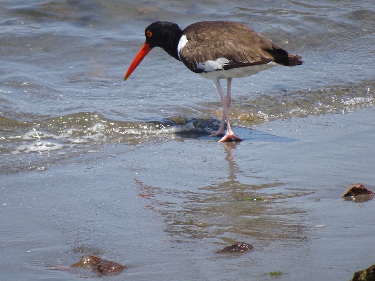 American Oystercatcher - ML646256299