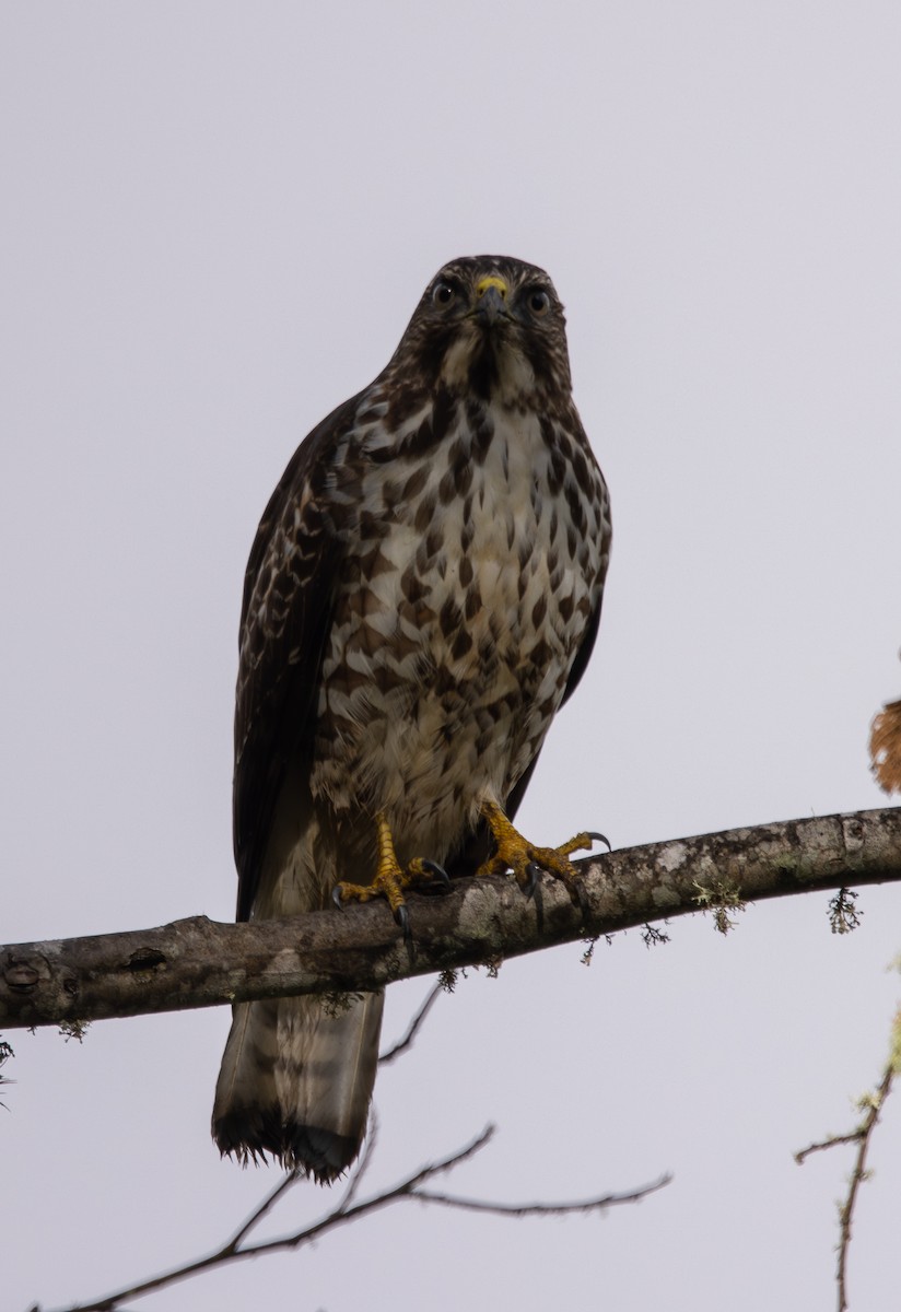 Broad-winged Hawk - ML646256319