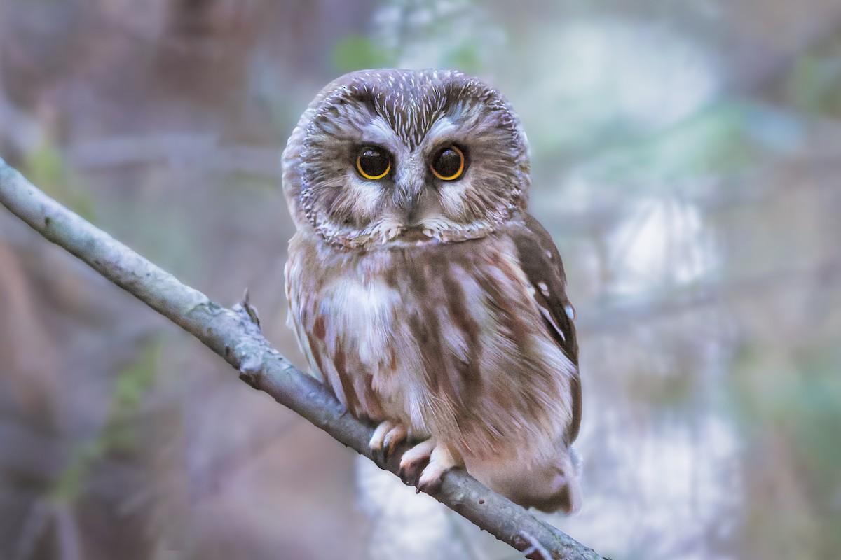 Northern Saw-whet Owl - ML646256329