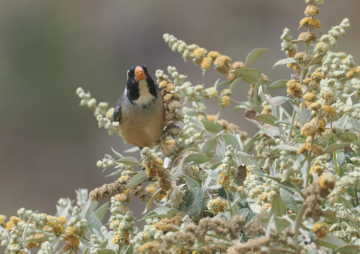 キバシイカル - ML646256330