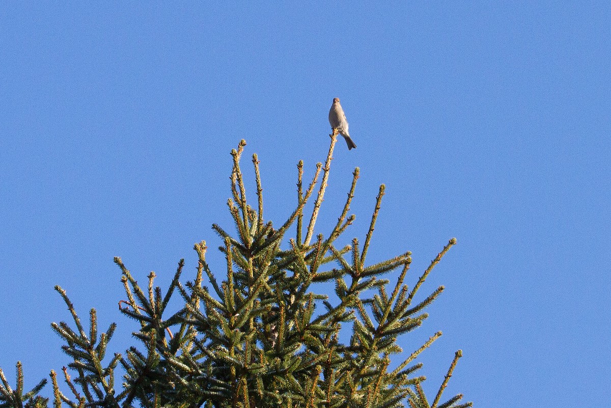 Нарсны шүршүү - ML646256342