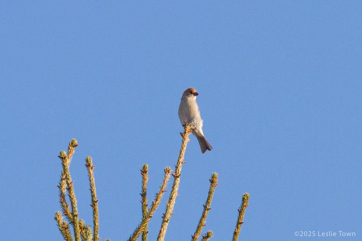 Нарсны шүршүү - ML646256343