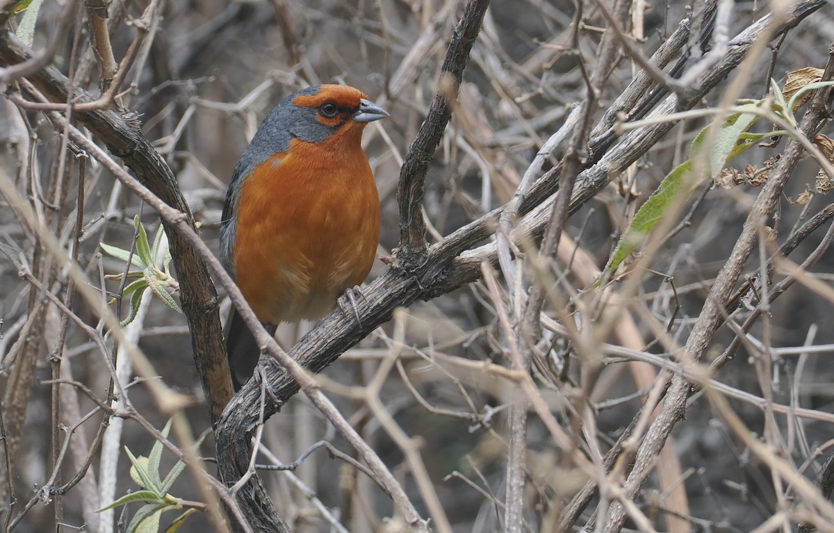 Cochabamba Mountain Finch - ML646256357