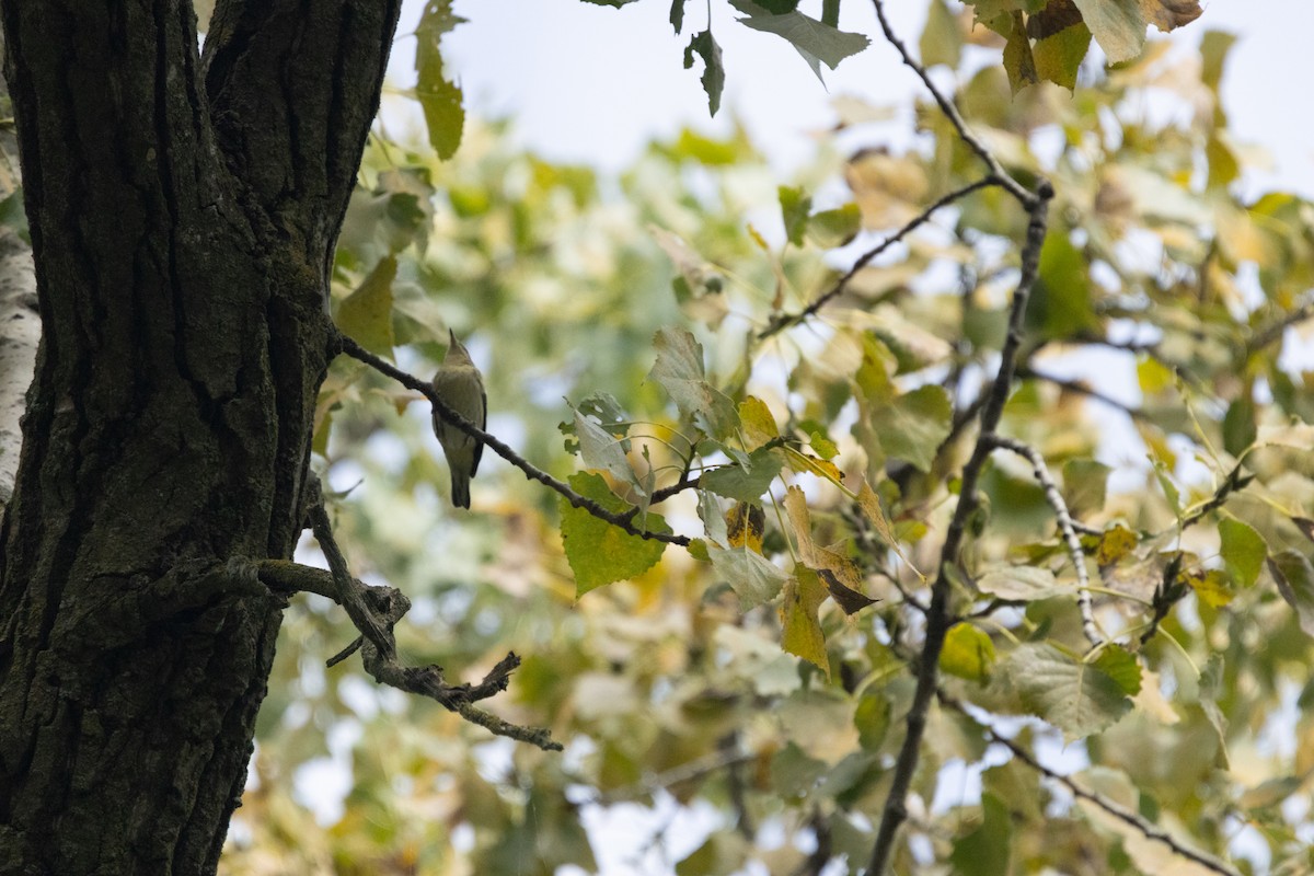 Cerulean Warbler - ML646256358