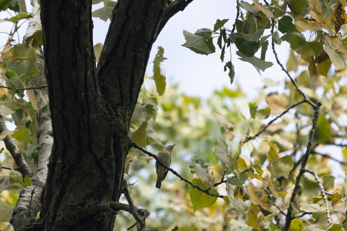 Cerulean Warbler - ML646256359