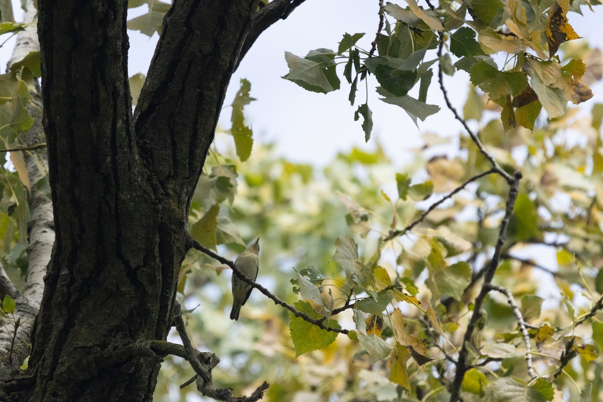 Cerulean Warbler - ML646256360