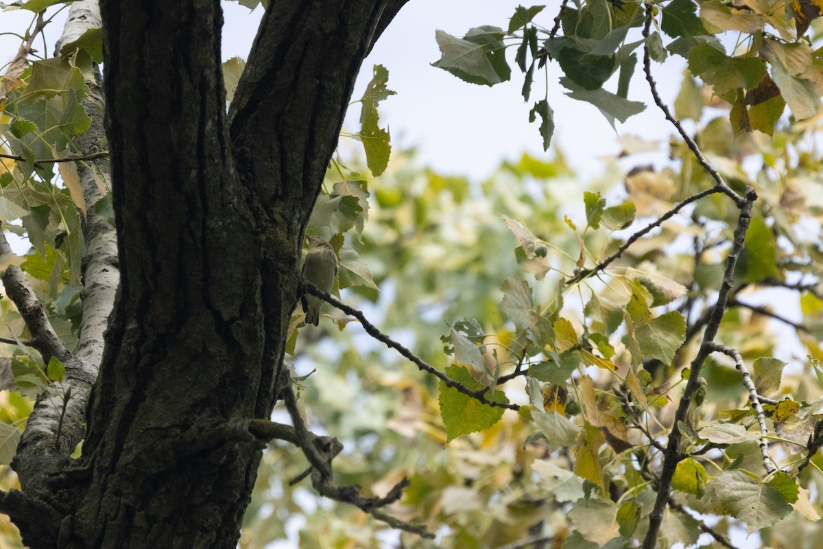 Cerulean Warbler - ML646256361