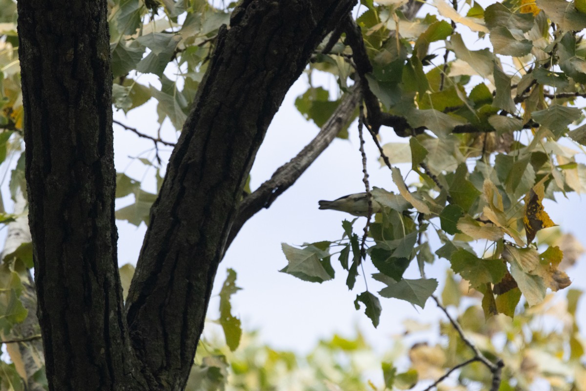 Cerulean Warbler - ML646256362