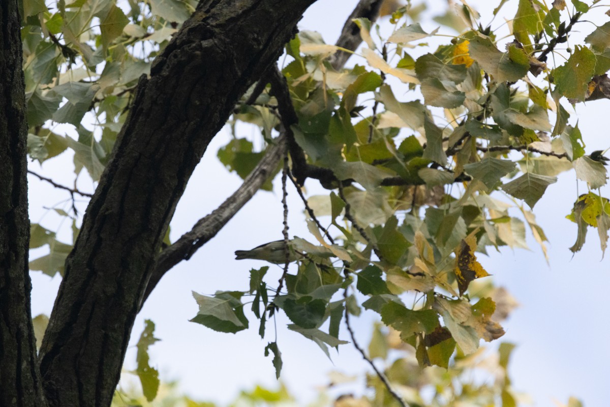 Cerulean Warbler - ML646256363