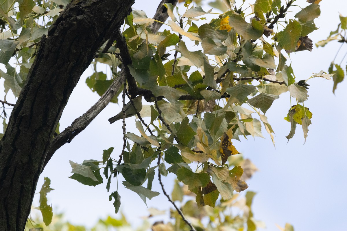 Cerulean Warbler - ML646256364