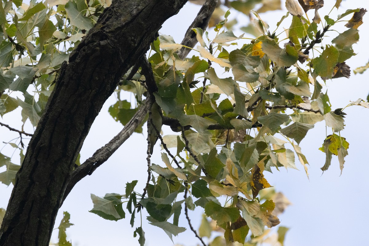 Cerulean Warbler - ML646256365