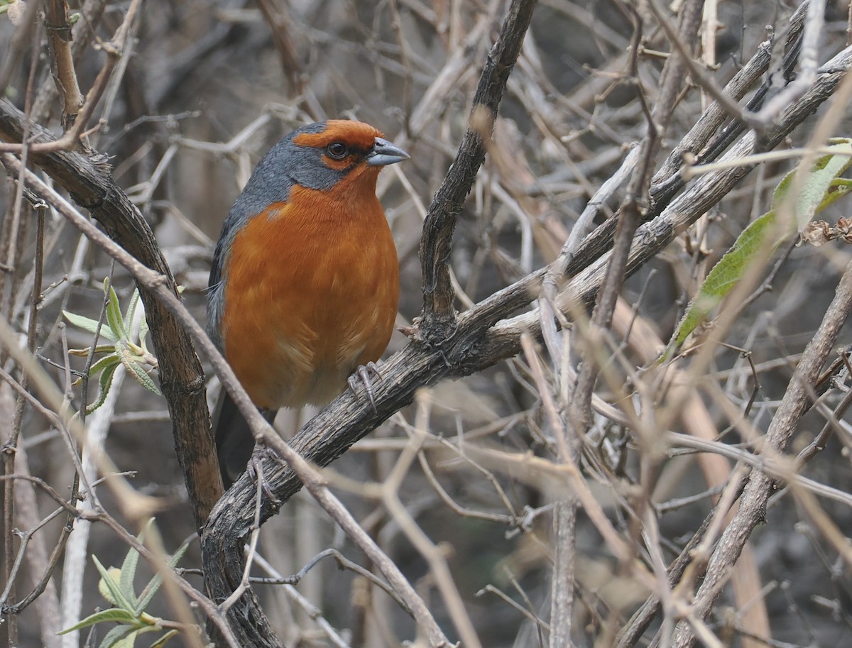 Cochabamba Mountain Finch - ML646256371