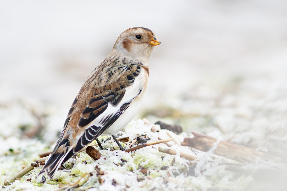 Цасч хөмрөг - ML646256376