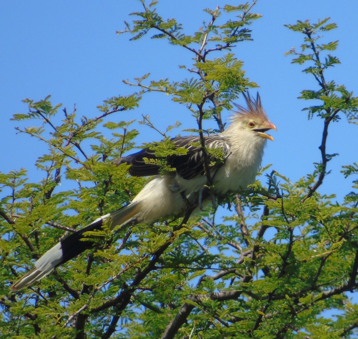 Guira Cuckoo - ML646256377