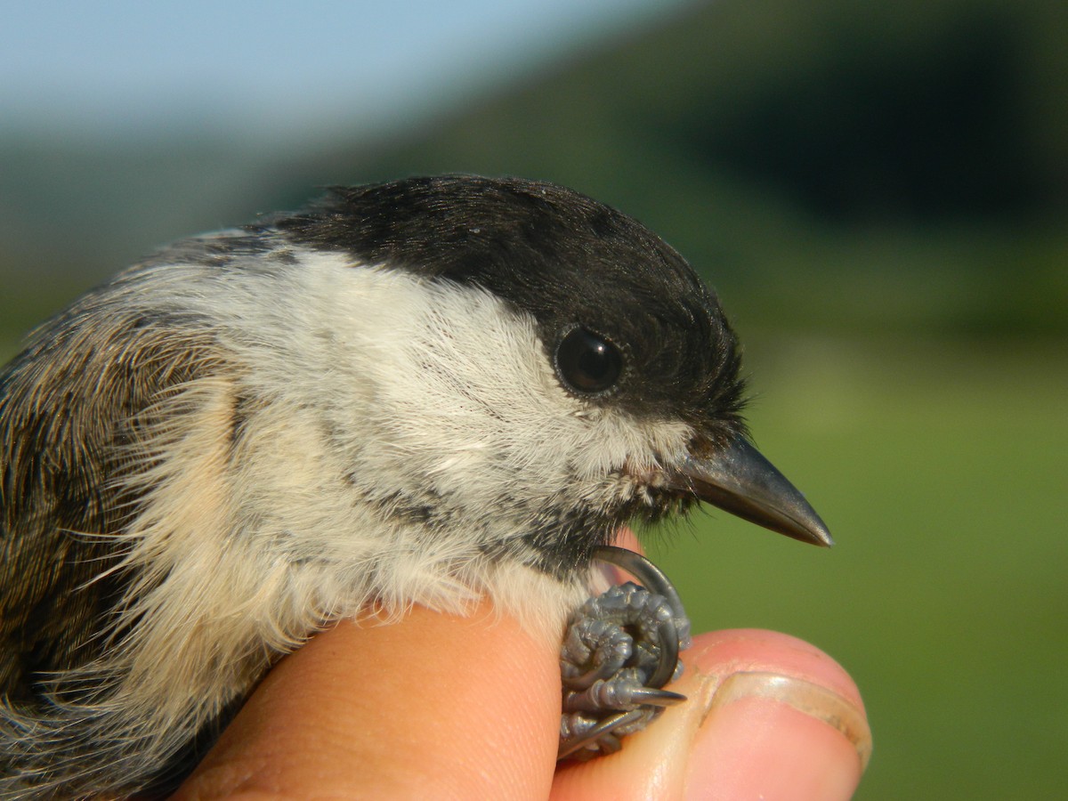 Mésange boréale - ML646256381
