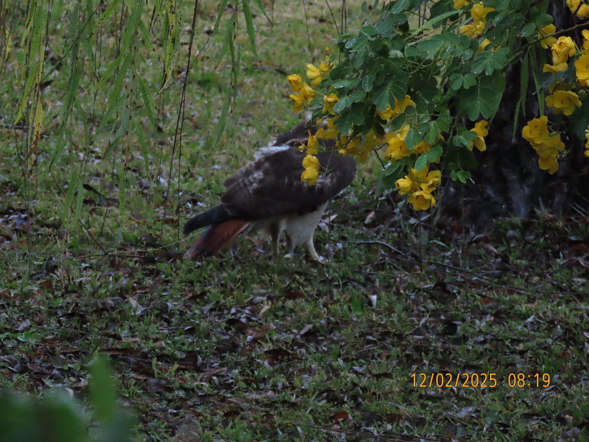 Red-tailed Hawk - ML646256382