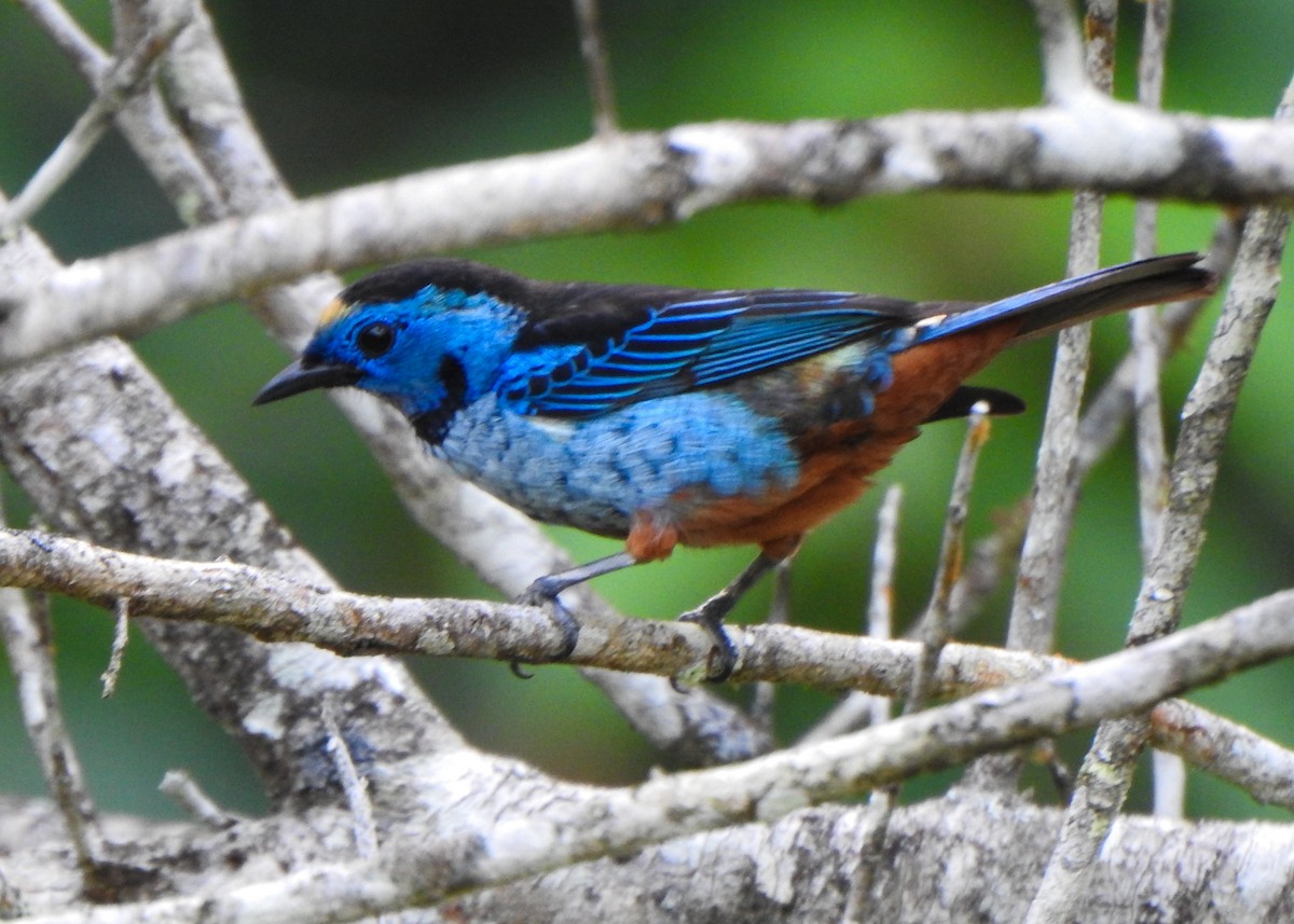 Opal-rumped Tanager (Silver-breasted) - ML646256387