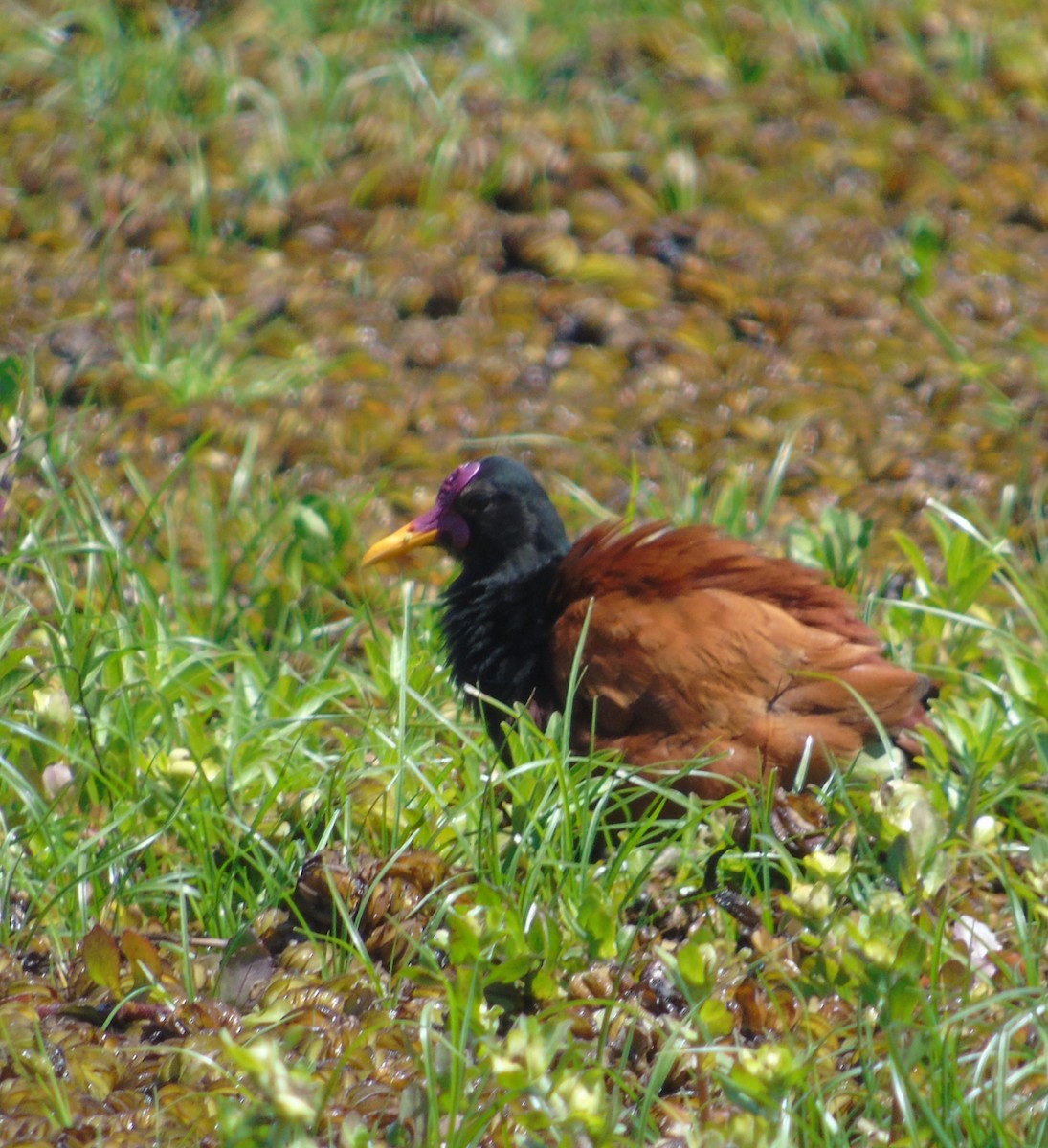 Wattled Jacana - ML646256389