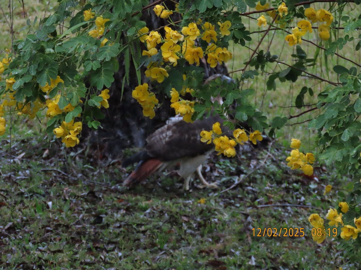 Red-tailed Hawk - ML646256390