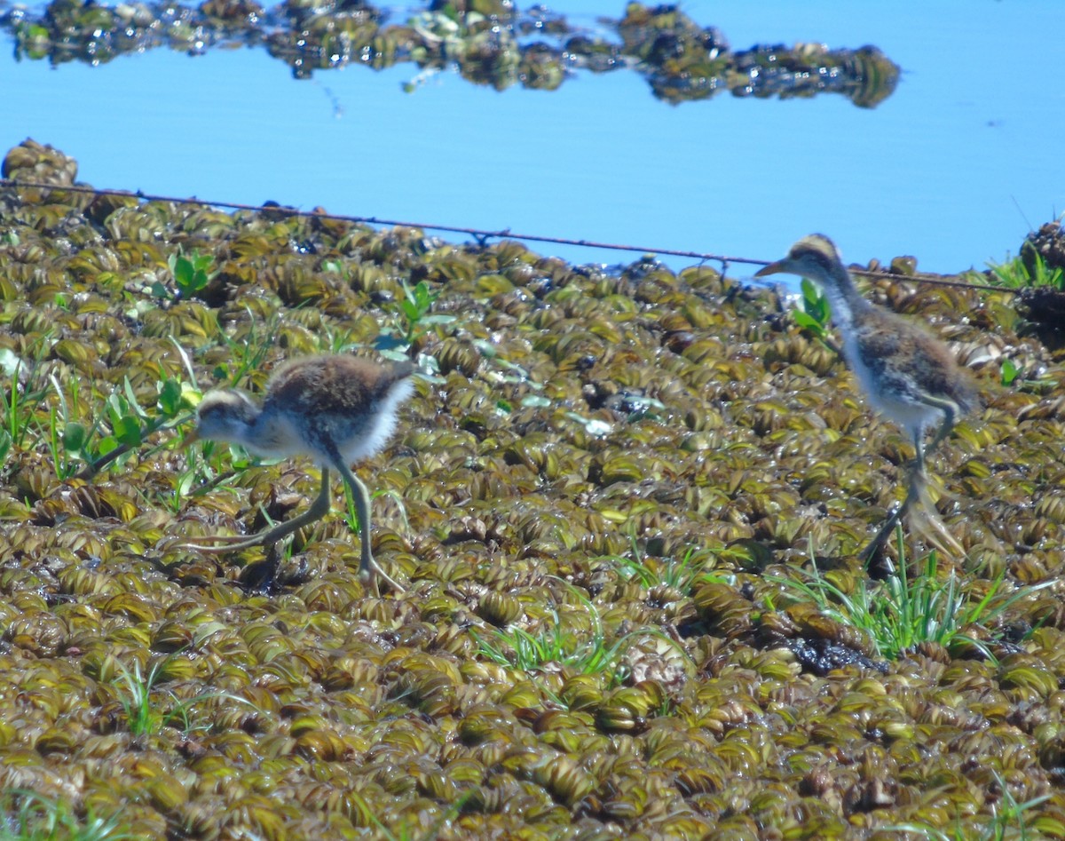 Wattled Jacana - ML646256391