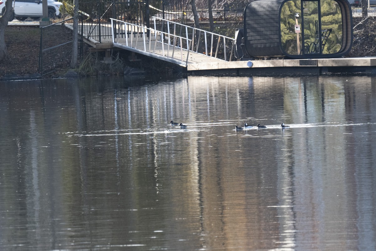 Bufflehead - ML646256392