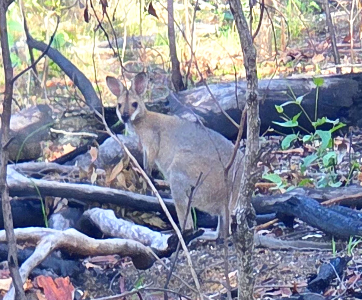 Red-necked Wallaby - ML646256393