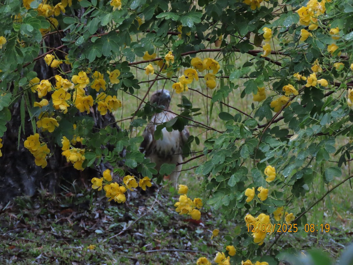 Red-tailed Hawk - ML646256397
