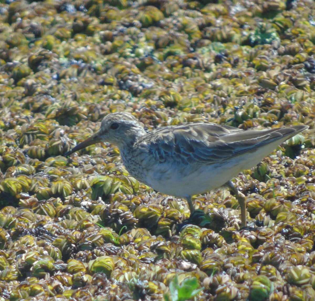 Pectoral Sandpiper - ML646256407