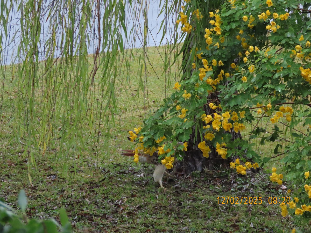 Red-tailed Hawk - ML646256411