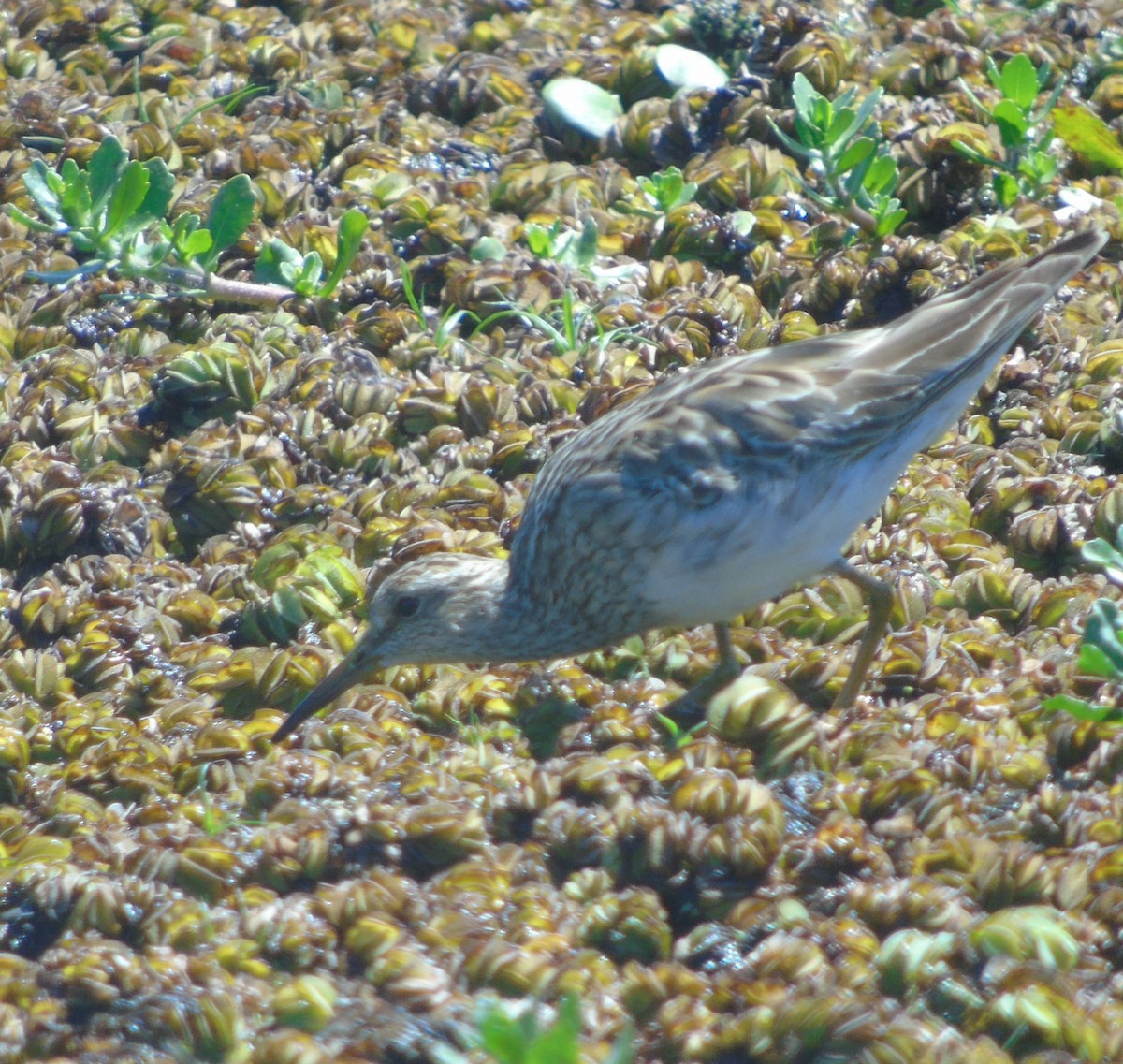 Pectoral Sandpiper - ML646256416