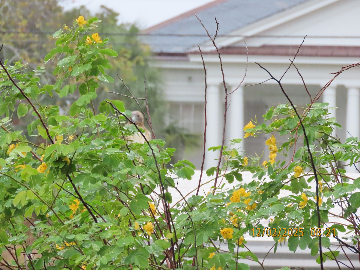 Red-tailed Hawk - ML646256417