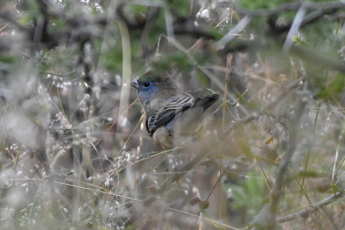 Lazuli Bunting - ML646256419
