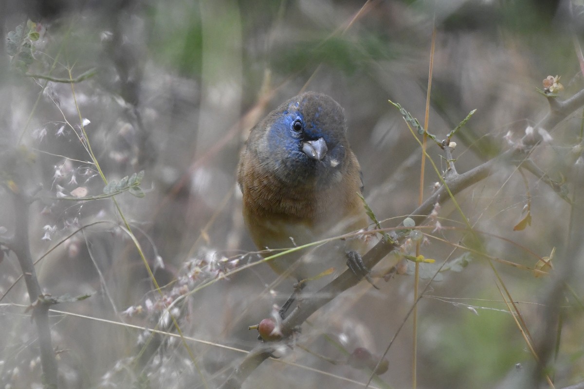 Lazuli Bunting - ML646256420