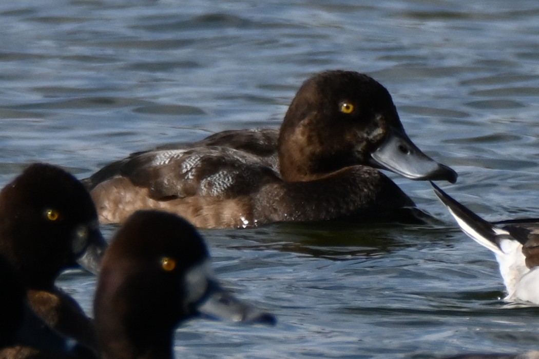 Тэнгисийн шумбуур - ML646256423