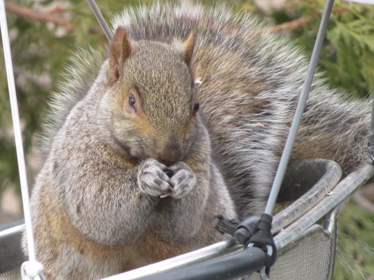 Animals - ML646256424