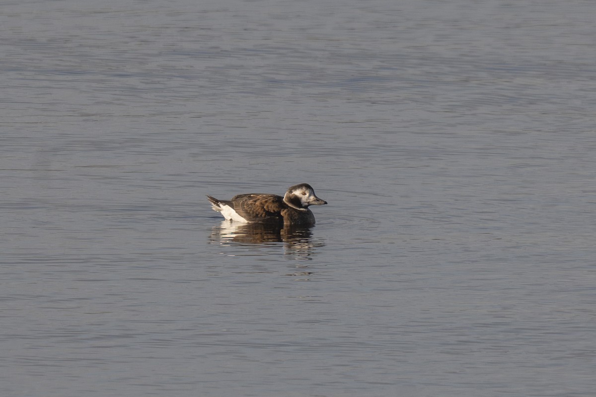 Long-tailed Duck - ML646256425
