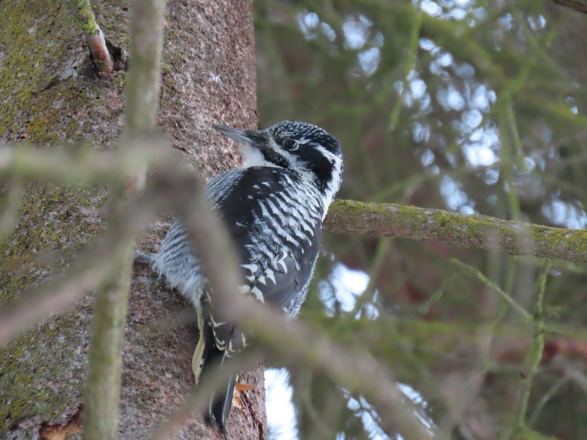 American Three-toed Woodpecker - ML646256426