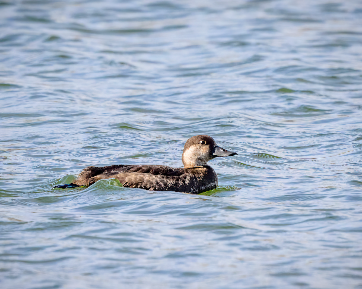 Black Scoter - ML646256428
