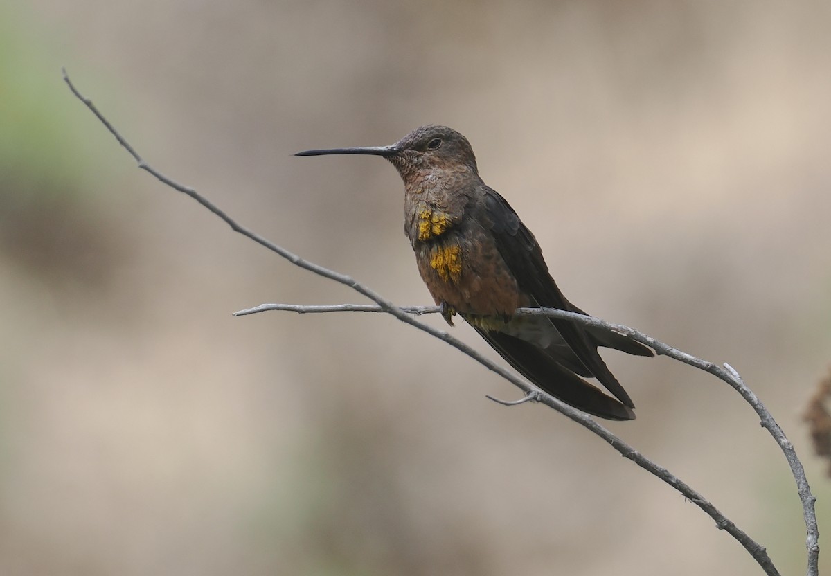 Giant Hummingbird - ML646256430