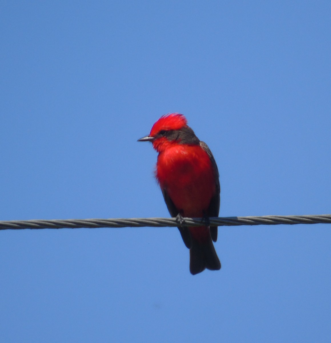 Vermilion Flycatcher - ML646256431