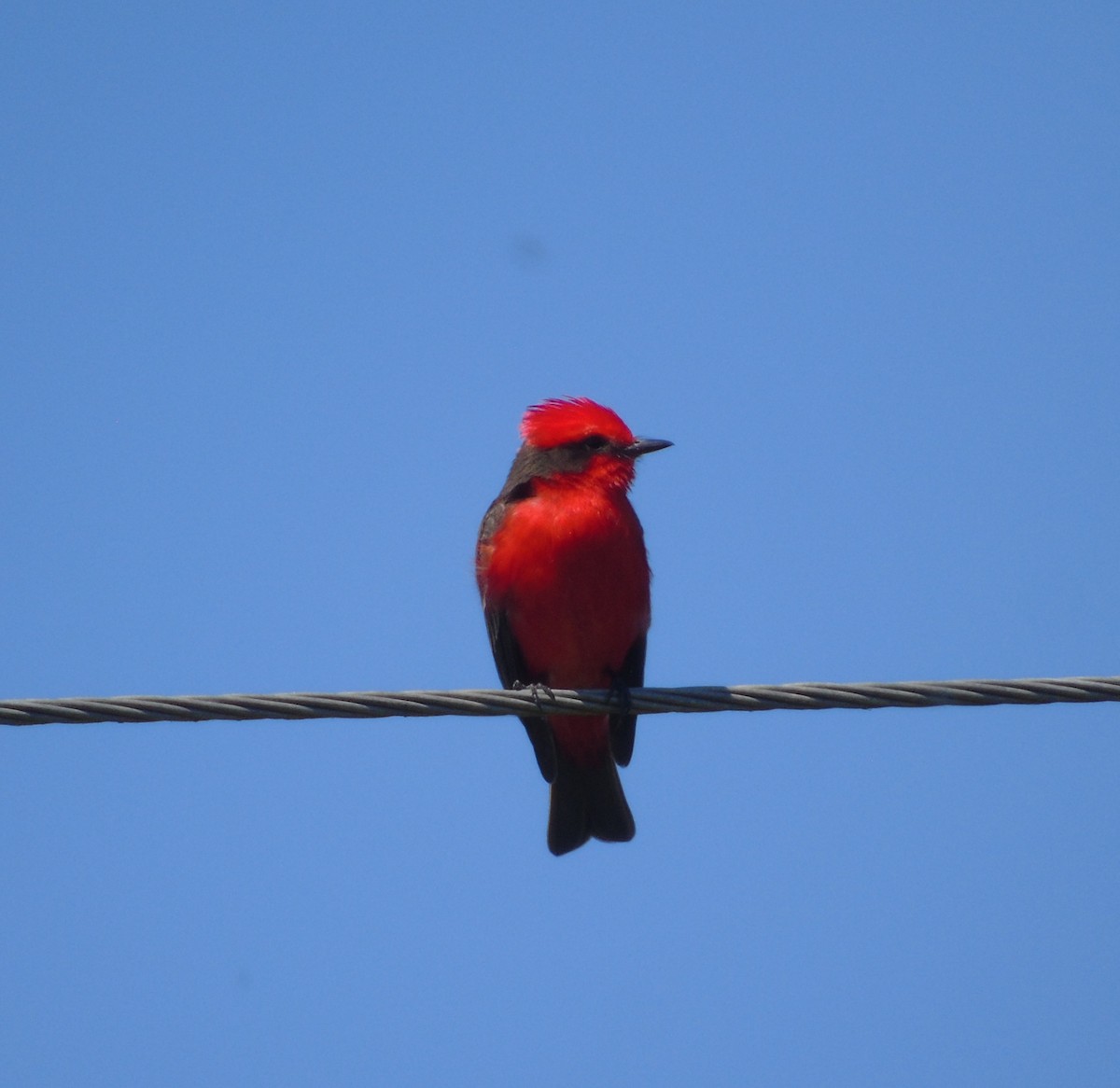 Vermilion Flycatcher - ML646256432